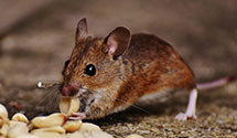 24 Hour & Emergency Exterminators in Stonewall Jackson Training S, NC